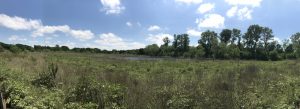 Wetlands pano